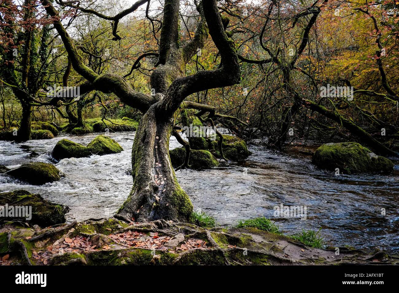 Il fiume Fowey che fluisce attraverso un Draynes autunnali antichi boschi in Cornovaglia. Foto Stock