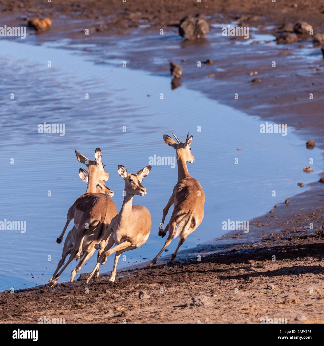 Un gruppo di impala -Aepyceros melampus- acceso nervosamente intorno al fiume nel Parco Nazionale Etosha, Namibia. Foto Stock