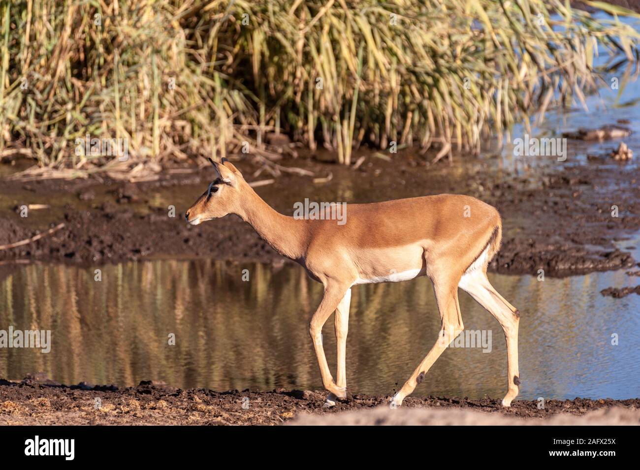 Una Impala -Aepyceros melampus- camminando di fronte al fiume nel Parco Nazionale Etosha, Namibia. Foto Stock