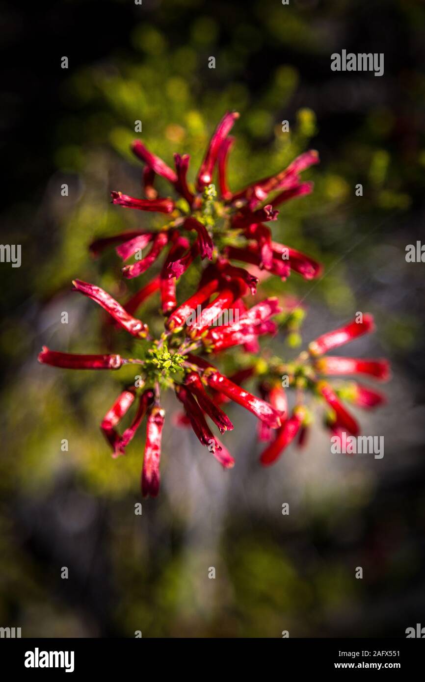 Vegetazione Fynbos con fiori di colore rosso che sembrano poco peperoncino, Western Cape, Sud Africa Foto Stock