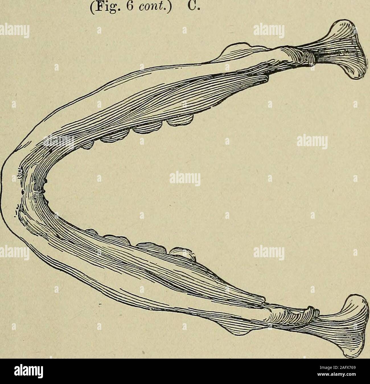 . La rivista trimestrale della Geological Society di Londra. Yol. 69.] Il teschio umano, ecc. Da PILTDOWN. I:!; brow-creste. La specie di cui il cranio e la mandibola sono stati ora descritto nel dettaglio possono essere denominati Eoanthropusdawsoni, in onore del suo scopritore. Le differenze tra la mandibola di E. daivsoni ealtri primitiva mandibole umane finora scoperti sono veryremarkable; ma sono soprattutto colpisce quando comprendeuna confronto tra il nuovo modello e la mandibola di Homoheidelbergensis (fig. 7, p. 138).1 Queste due ganasce può essere molto satis-factorily rispetto : perché la f Foto Stock