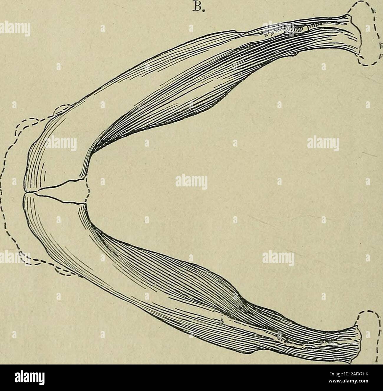 . La rivista trimestrale della Geological Society di Londra. Yol. 69.] Il teschio umano, ecc. Da PILTDOWN. I:!; brow-creste. La specie di cui il cranio e la mandibola sono stati ora descritto nel dettaglio possono essere denominati Eoanthropusdawsoni, in onore del suo scopritore. Le differenze tra la mandibola di E. daivsoni ealtri primitiva mandibole umane finora scoperti sono veryremarkable; ma sono soprattutto colpisce quando comprendeuna confronto tra il nuovo modello e la mandibola di Homoheidelbergensis (fig. 7, p. 138).1 Queste due ganasce può essere molto satis-factorily rispetto : perché la f Foto Stock