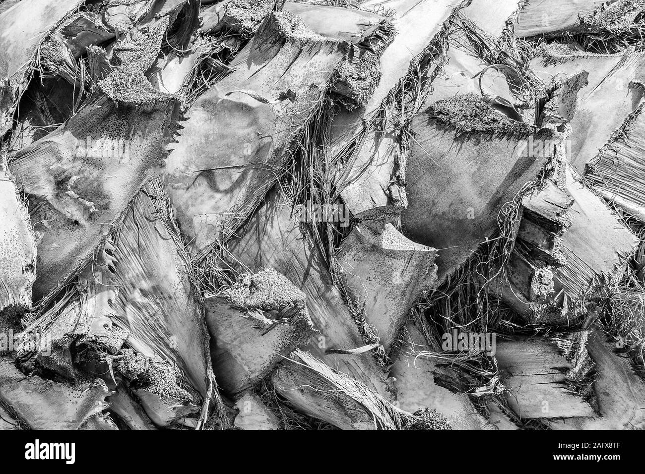 Texture della data di corteccia di Palm. Sfondo astratti per la progettazione. Foto Stock