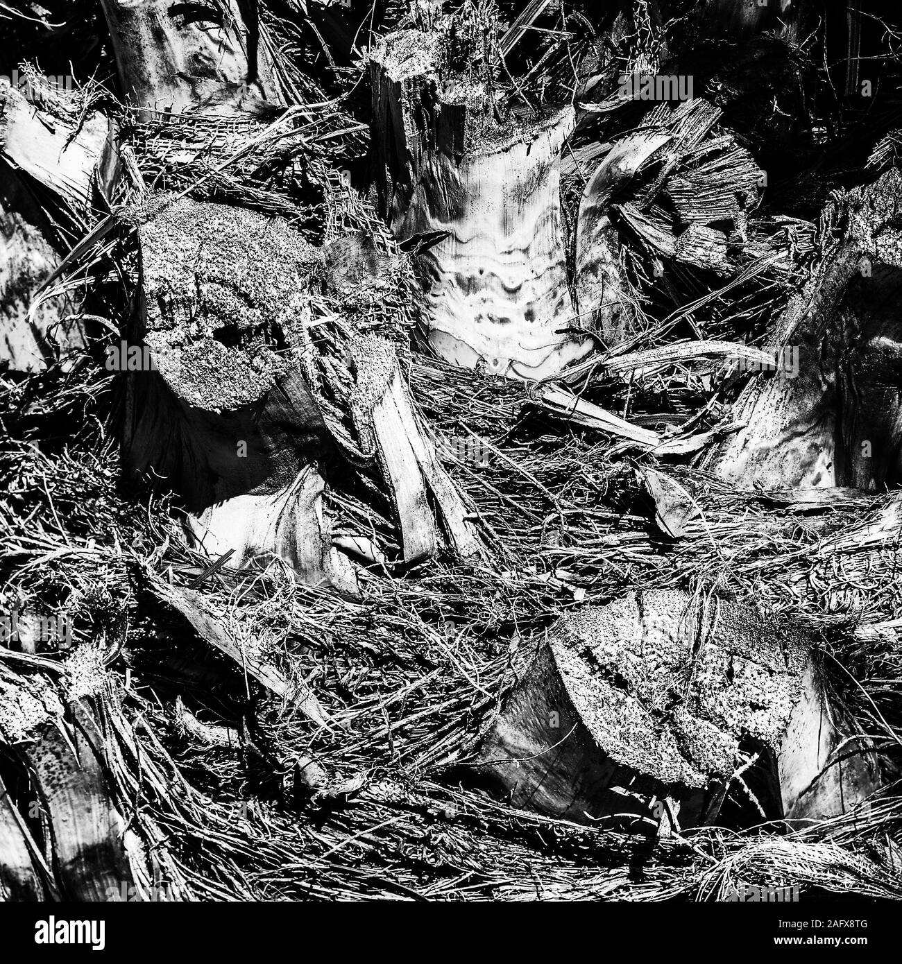 Texture della data di corteccia di Palm. Sfondo astratti per la progettazione. Foto Stock