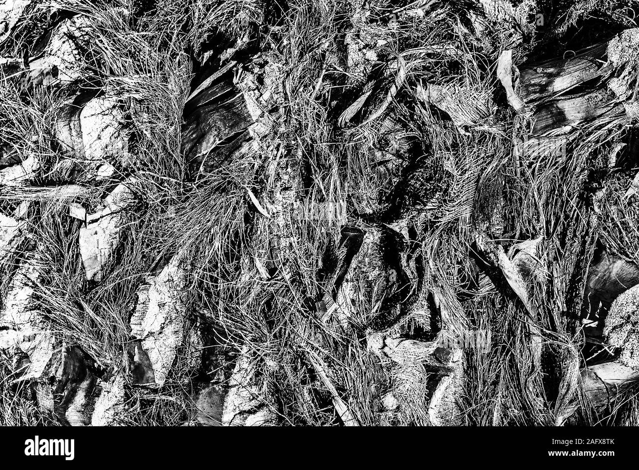 Texture della data di corteccia di Palm. Sfondo astratti per la progettazione. Foto Stock