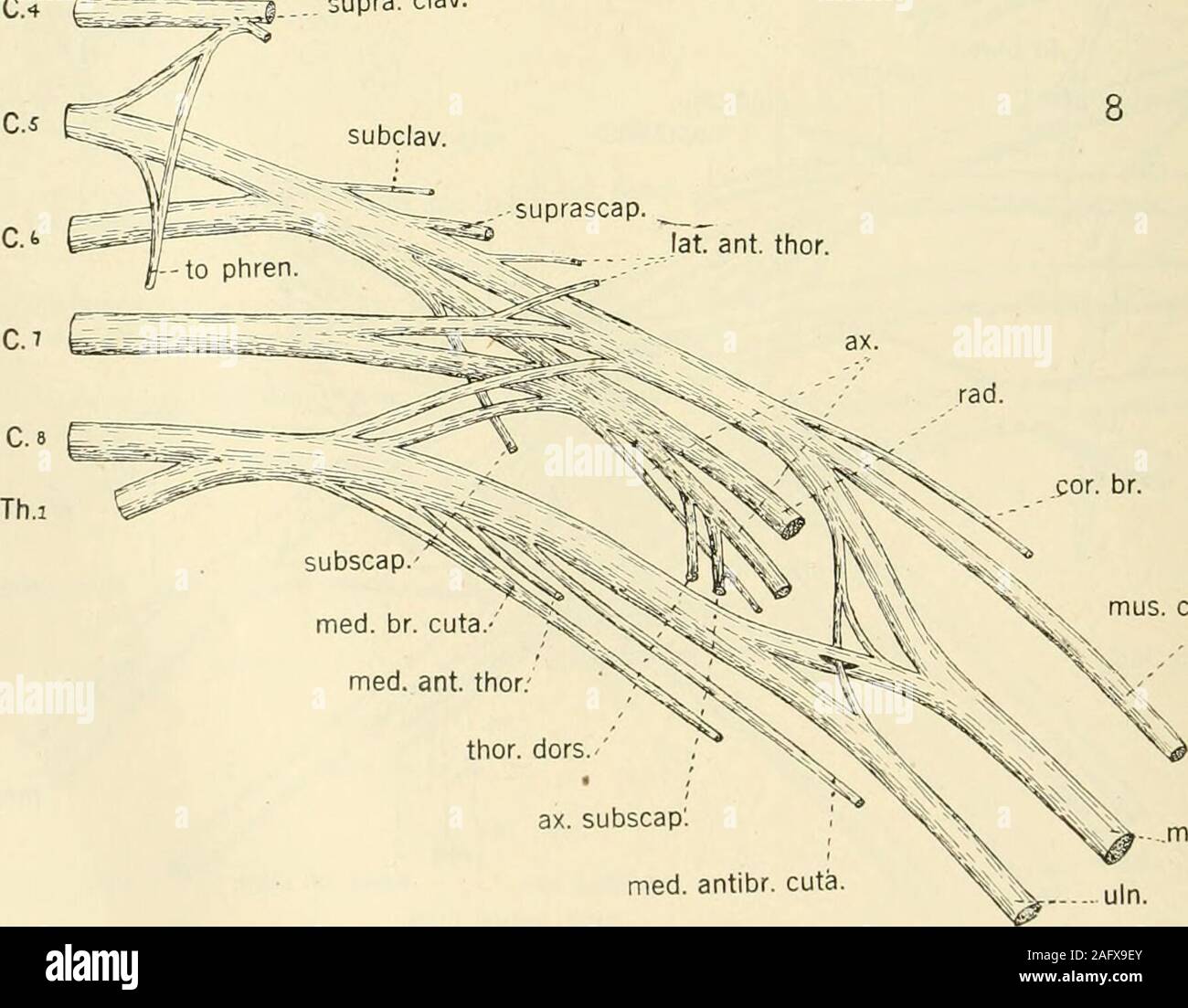 . Il giornale americano di anatomia. mus. cuta. med. ••Uln. C.4 FE:i^5r^ supra, CLAV. .. Suprascap. --^.^e ^ ,3^^ ant. thor.. cuta. med. Fig. 7 dal lato sinistro di un maschio bianco. Gruppo 2, Tipo D.Fig. 8 dal lato sinistro di un maschio di colore, età 25-30 anni. Gruppo 3,tipo G. 384 plesso brachiale di nervi in uomo 385 Foto Stock