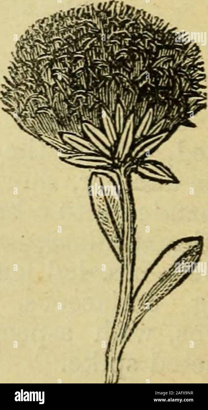 . Flora della Siria e Palestina, e il Sinai : dal toro a Ras Muhammas e dal mar Mediterraneo al deserto siriano. r - calice 5-schisi o -parted, uguale o bilabi-ate, persistente. Corolla a volte obliquamente 1 labbro. 1, GL.OBlJL.ARIA, L. Globularia. Calice turbinate o campanulate a base. Corolla Tvith tubo corto,labbro superiore bipartito o 0, inferiore 3-parted o -dentato. Stami insertedat gola; antere versatili. Style bidentata al apex. Frutto inclusoin calice, oblunga - genere si distingue per le sue teste globulari di blueflowers. * Piante erbacee perenni con stoloniferous root-piuttosto tozzo e Foto Stock