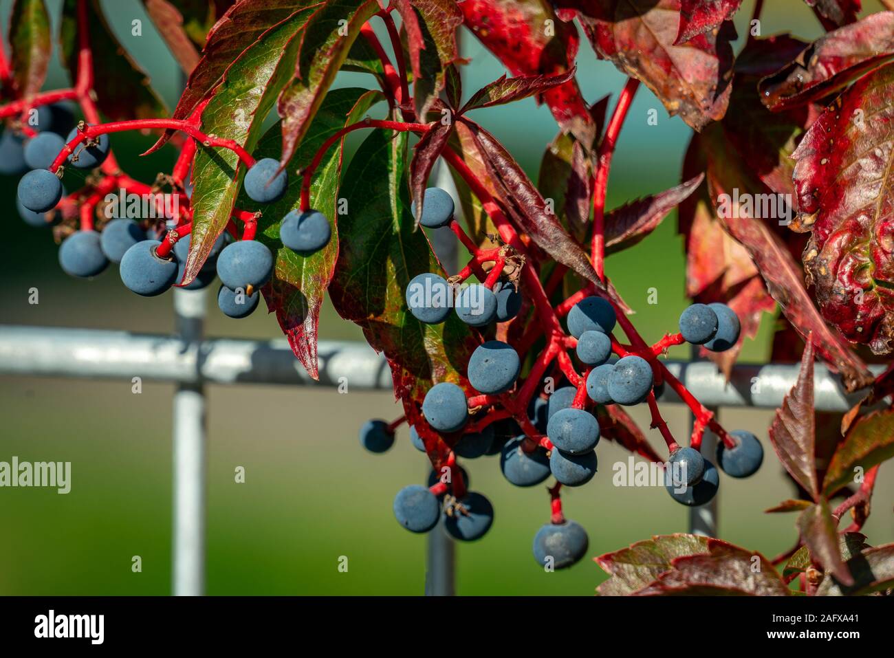 Close up di blu acini di uva woodbine con steli rosso in una giornata di sole in autunno Foto Stock