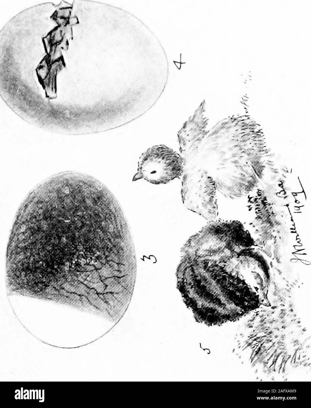 . Il manuale di pollame. Una guida completa per l'allevatore ed espositore ... ^4-. r li N o 5 C5 MT3  o incubazione 55 temperamento, e mentre ojie è docile e paziente e willallow frequente manipolazione, un altro cresce scontroso andwill schiacciare le uova o uccidere i pulcini. Se lei è dolce e facendo bene i gusci può essere rimosso una volta o due volte durante il giorno, ma il chicksshould essere ammessi a restare al di sotto di lei fino a essi aredry e forte. La gallina dovrebbe avere una alimentazione di hardcorn, sia sul nido, o dopo aver leggermente il suo sollevamento off.In quest'ultimo caso è meglio per rimuovere la maggior parte di thechicks fino a che si abbassa aga Foto Stock