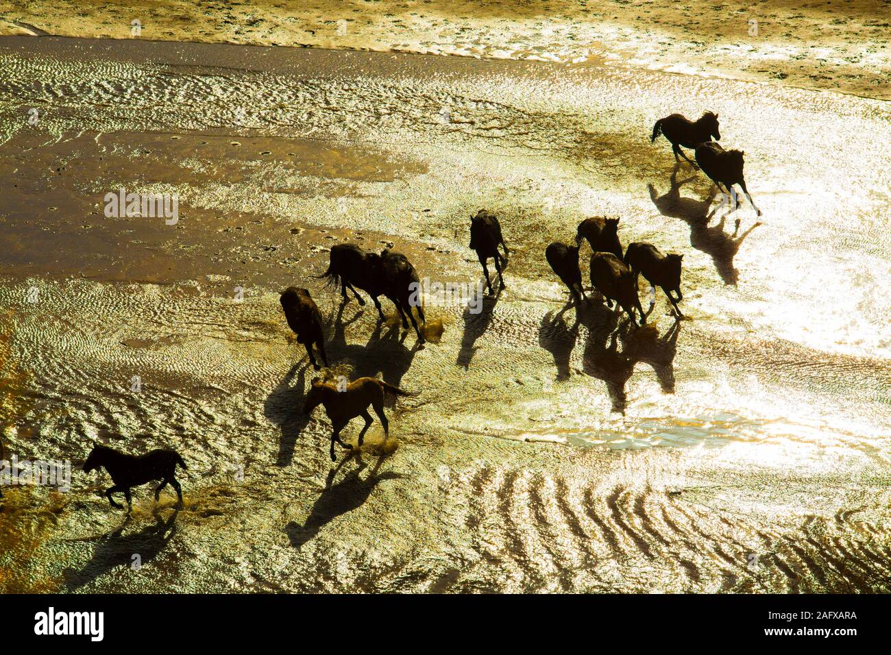 Mandria Di Cavalli Selvaggi Che Corrono In Acqua Foto stock - Getty Images