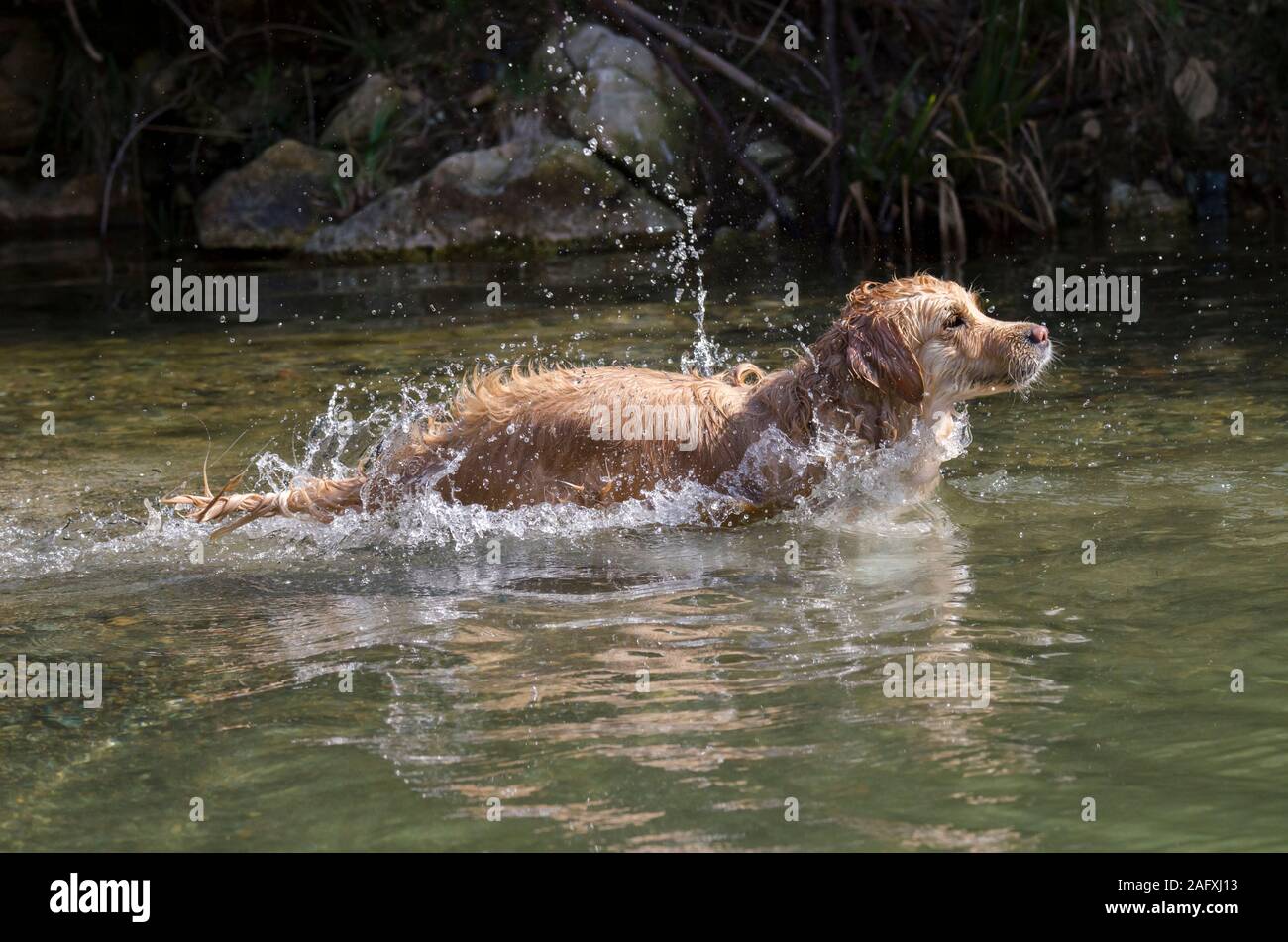 Il colore del miele golden retriever che nuota, corre e si svolge in un ...
