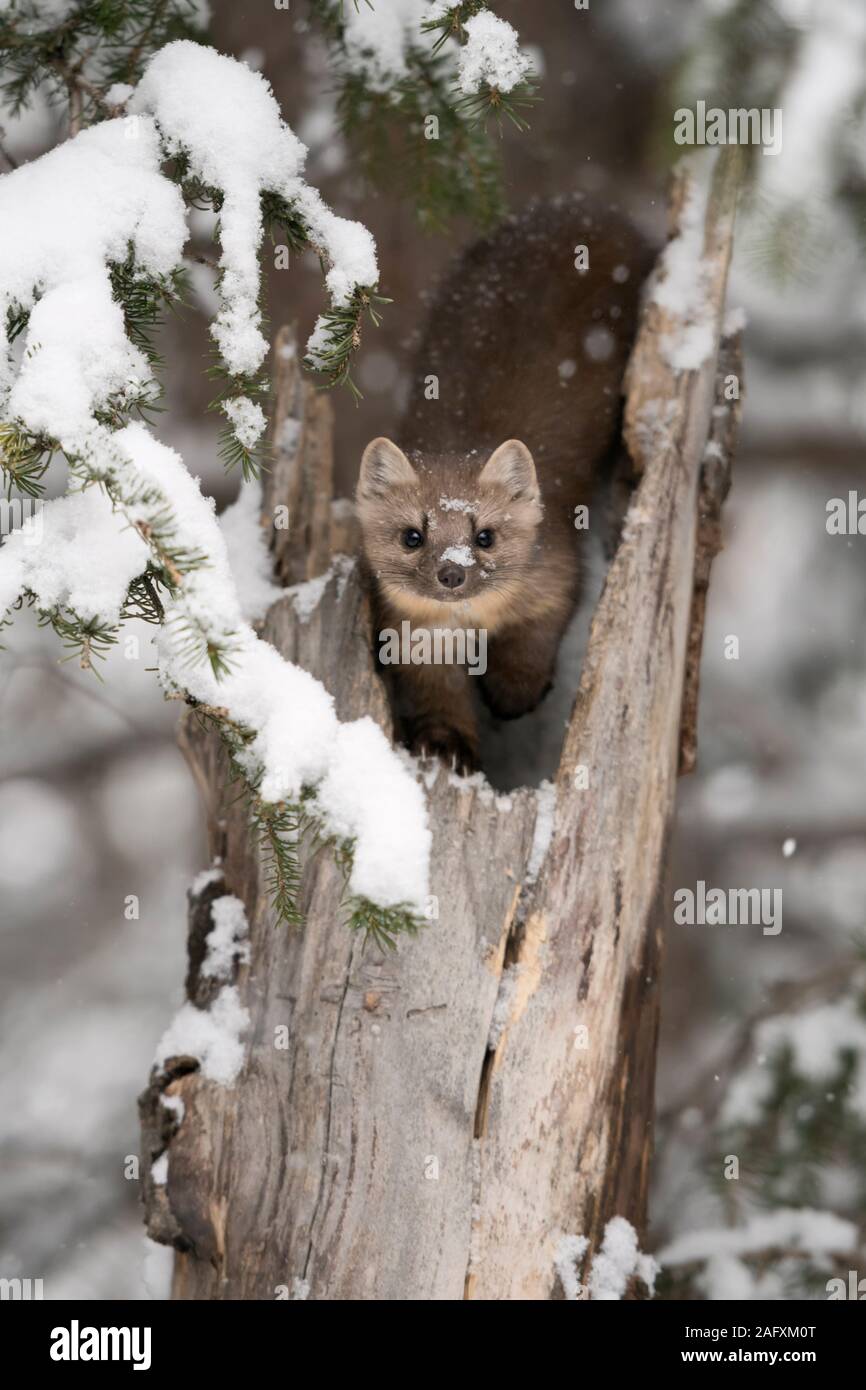 American martora ( Martes americana ) in inverno, seduti in una struttura ad albero rotto, guardando attentamente, contatto visivo, Yellowstone NP, STATI UNITI D'AMERICA. Foto Stock