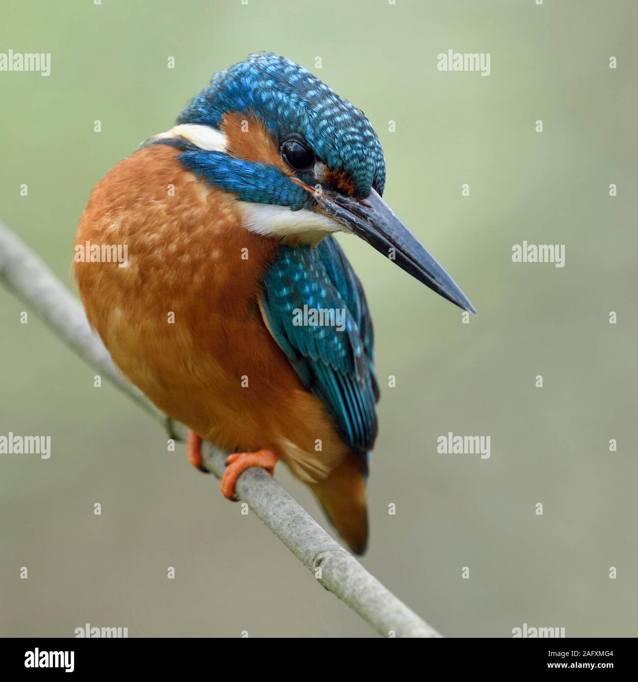 Eurasian Kingfisher / Eisvogel ( Alcedo atthis ), maschio, appollaiato su un ramo per la caccia, tesi, girando la testa indietro, bella vista, la fauna selvatica, l'Europa. Foto Stock