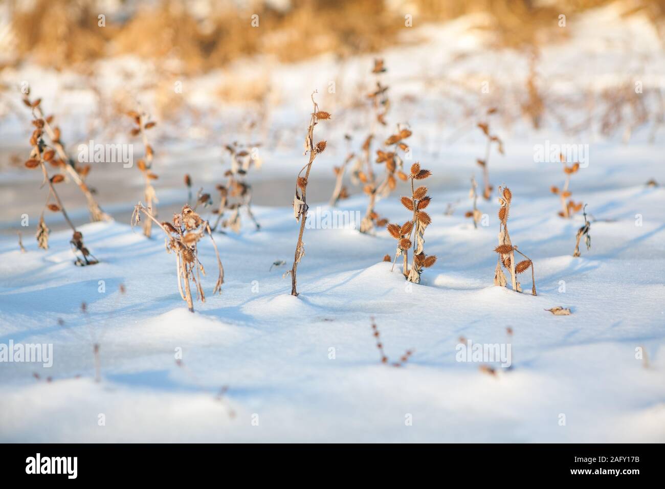 Spine di piante in neve Foto Stock