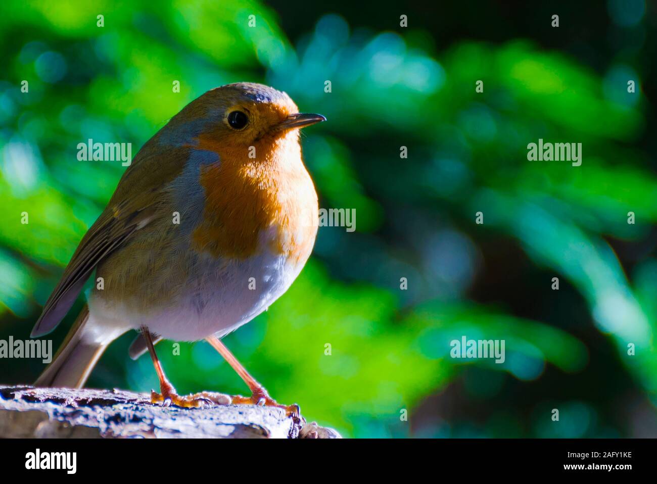Erithacus rubecula, una piccola comunità di uccelli nativi, qui nelle Alpi. Foto Stock