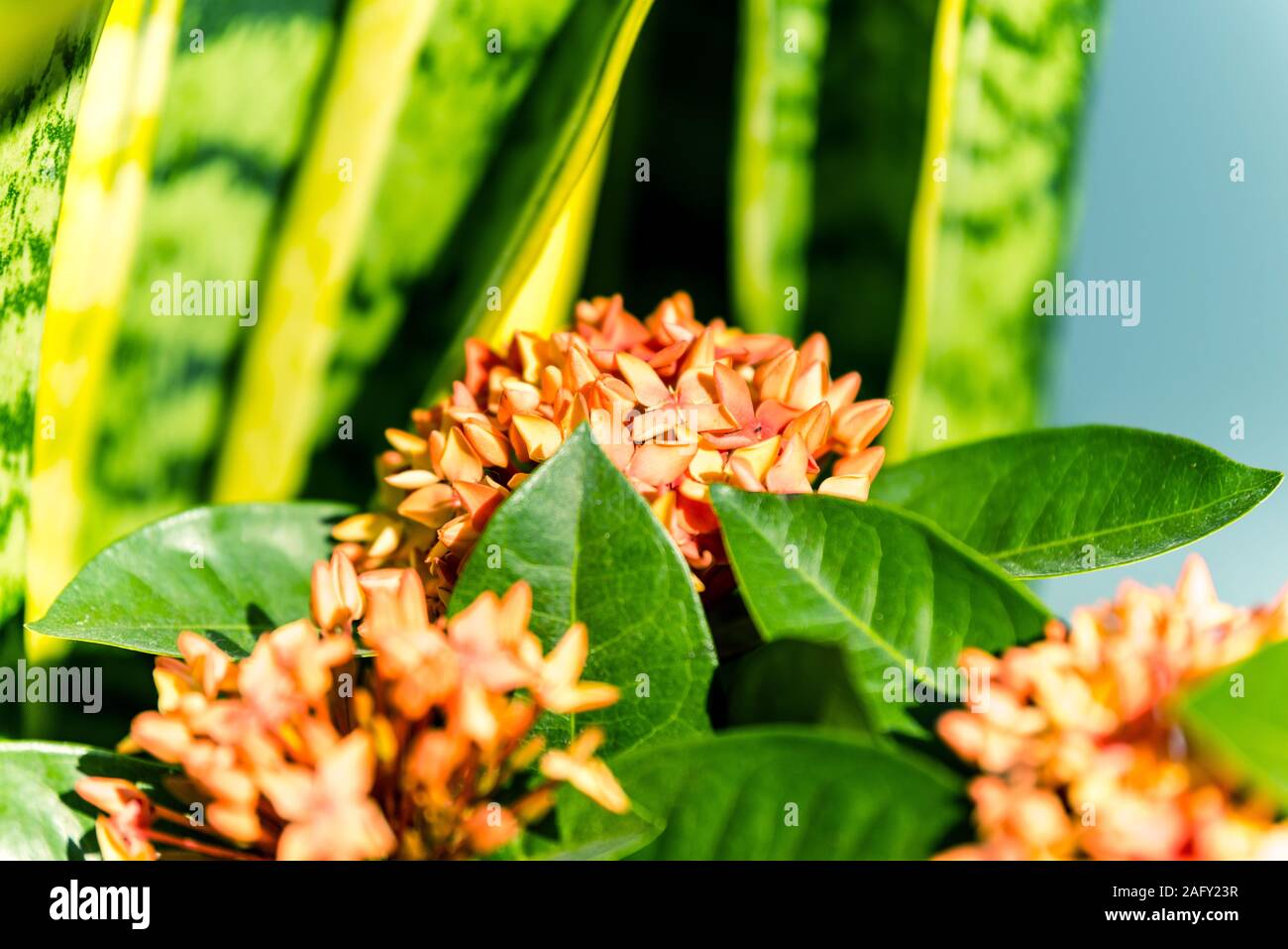 Ixora chinensis, comunemente noto come il cinese ixora, è una specie di pianta del genere Ixora. Foto Stock