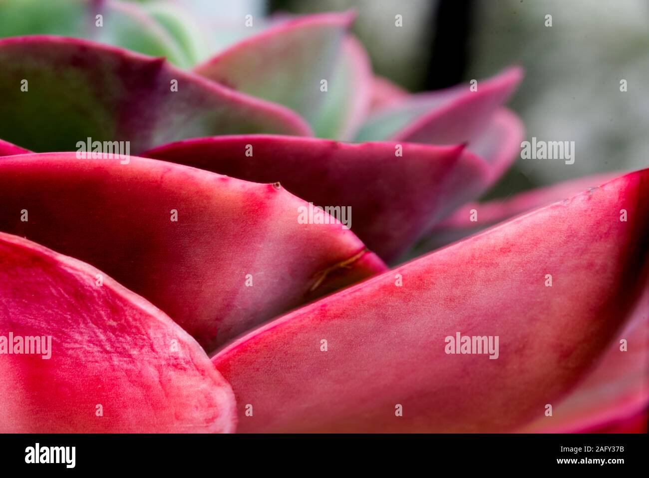 Eleganti foglie di piante succulente close up Foto Stock