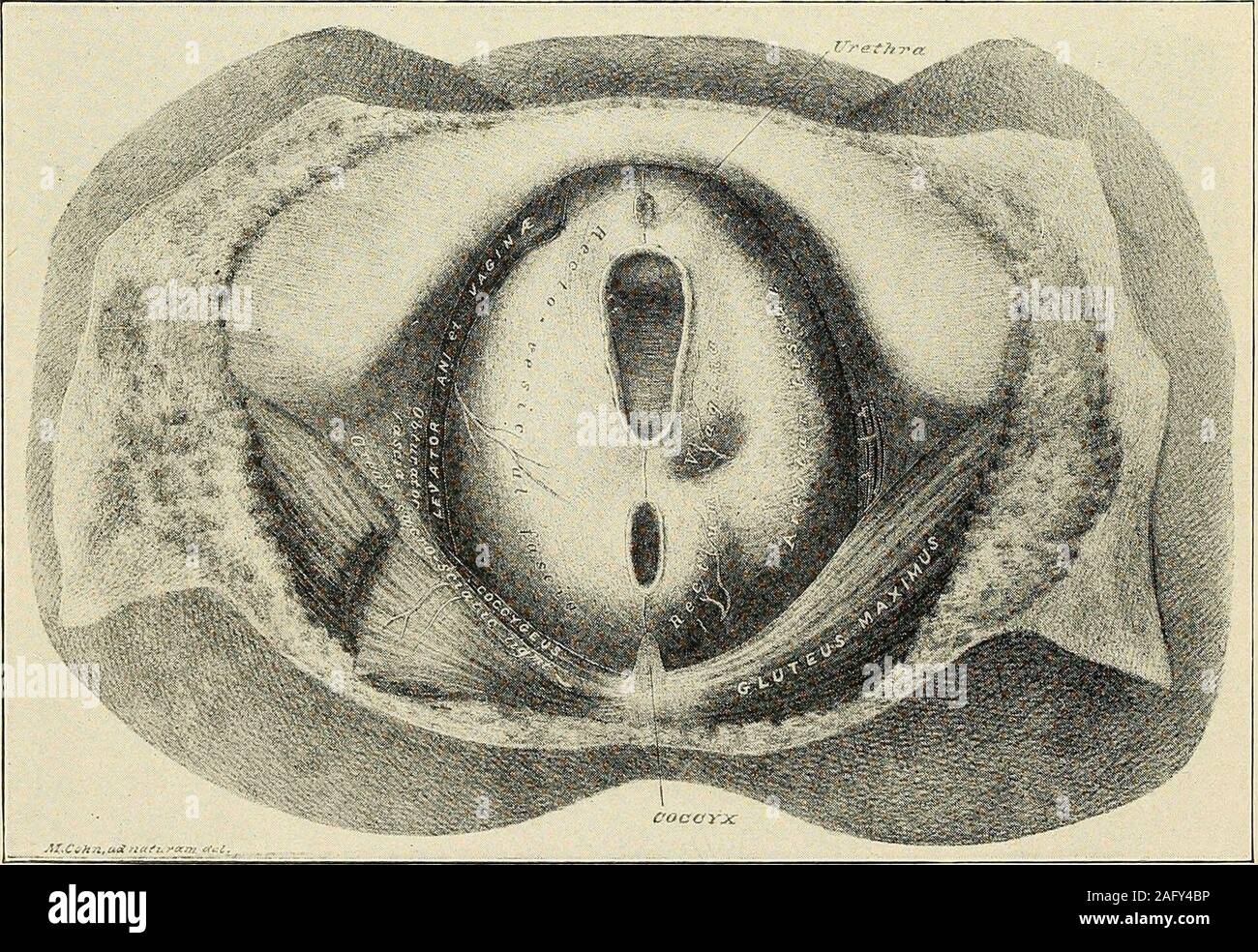 . La diagnosi e il trattamento delle malattie delle donne. Fig. 489. Le strutture superficiali rimosso, esponendo il levator ani et vaginale i muscoli. (Sav;anatomia femminile di organi pelvici.). Fig. 490. Il levator ani muscoli rimosso, esponendo il forte recto-scudo vescicale. (Savage-^n"^om(/di Femule organi pelvici.) punti di anatomia 471 Foto Stock