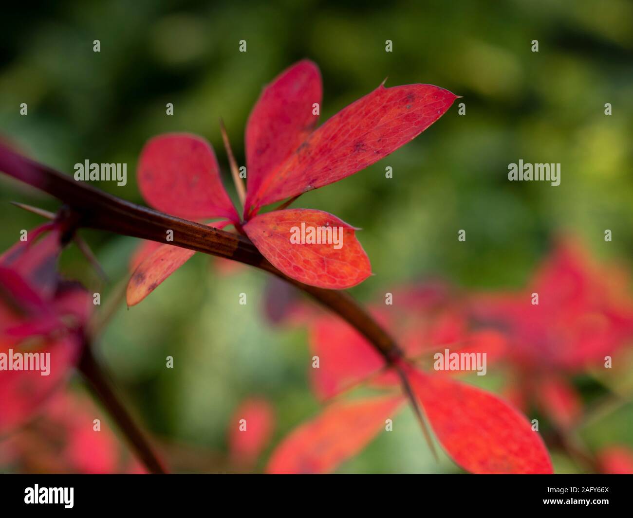 Inverno rosso lascia sugli steli di una boccola con spine contro a sfocare lo sfondo di colore verde Foto Stock