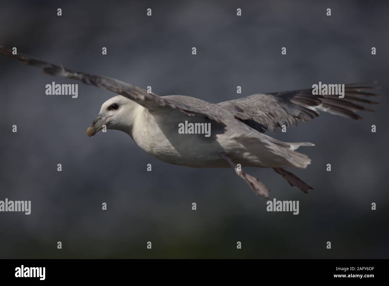 Un fulmar vola e guarda la telecamera Foto Stock