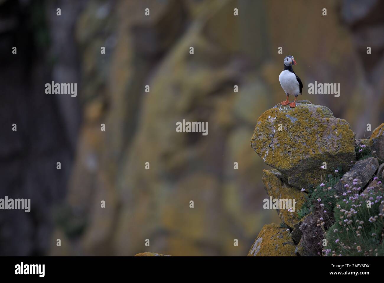 Un curioso puffin sorge su una roccia esposta Foto Stock