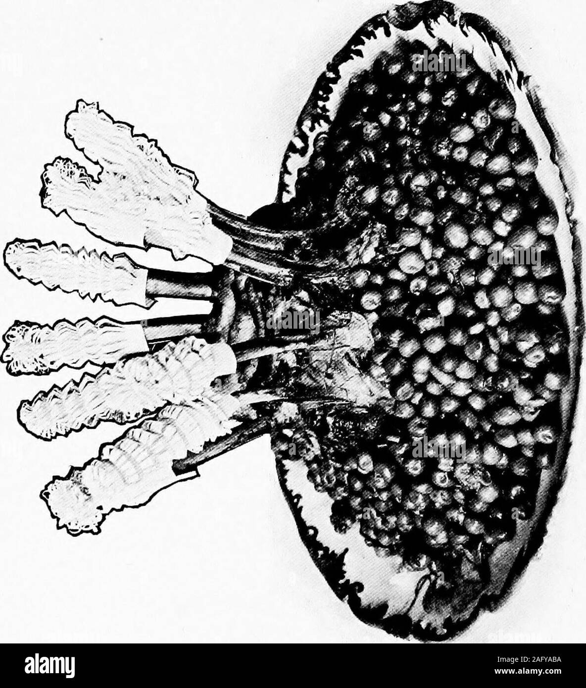 . Che cosa hanno per pranzo. f inchesthick, tagliare la pancia e utilizzare per uno stufato.Fate cuocere sotto il gas, girando una volta, equando brown tutto sarà fatto; abouteight minuti. Servirli intorno a un moundof purè di patate e con nessun altro saucethan un po' di sale. Sarà una piacevole163 basette lunghe cambia da salse di solito serviti, andyour gli ospiti possono ma godere di esso se il muttonis della migliore qualità. Carni di montone en Cocruille gratinati tagliare freddo magra cotta di montone in piastrine, andput in una teglia, o gusci, o rame-affini, con strati alternati di ostriche, (andspaghetti se vi piace), Foto Stock