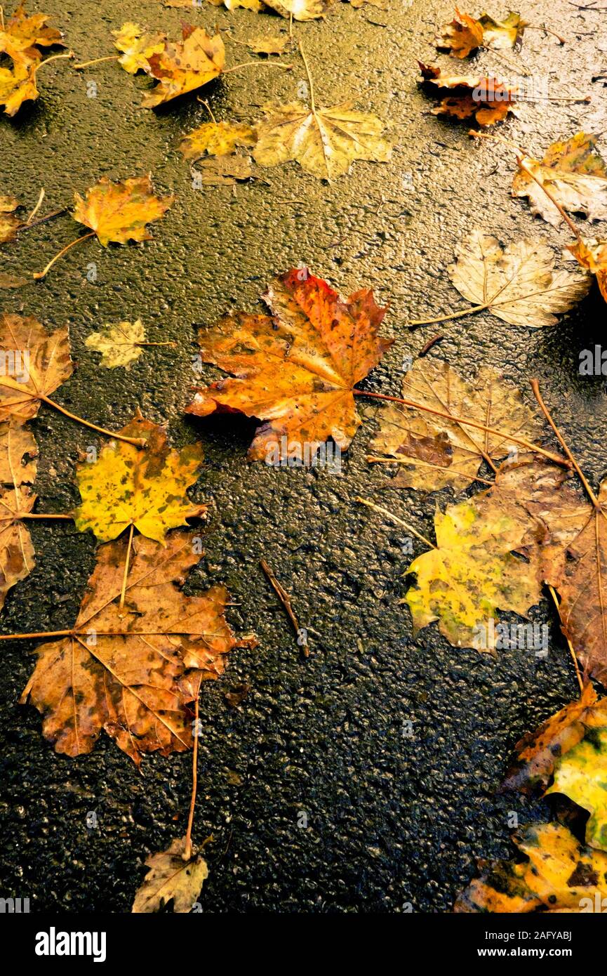 foglie di acero caduto su una strada bagnata in autunno Foto Stock