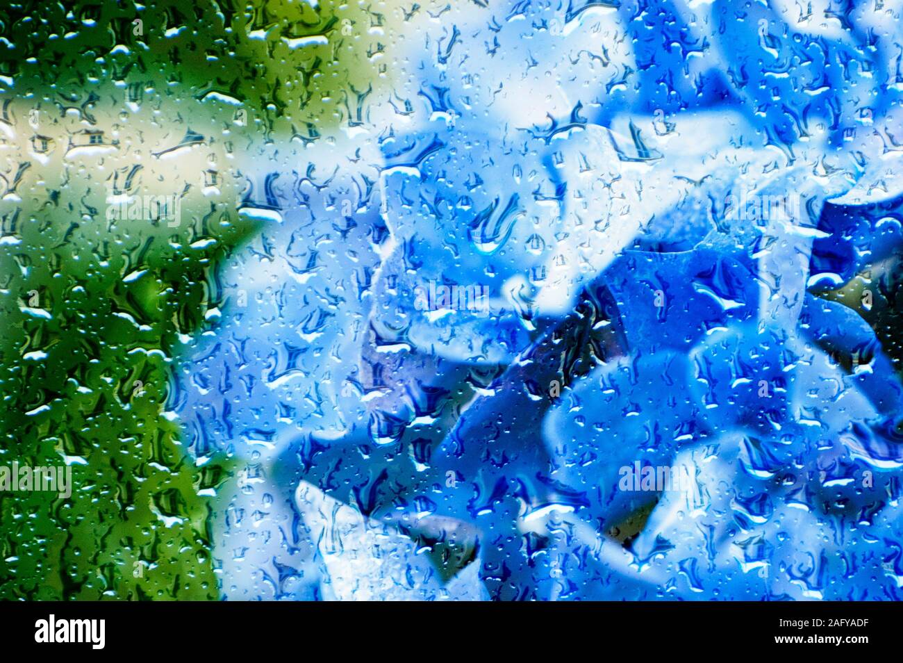 astratta parete arte di fiori di hydrangea dietro il vetro con gocce d'acqua Foto Stock