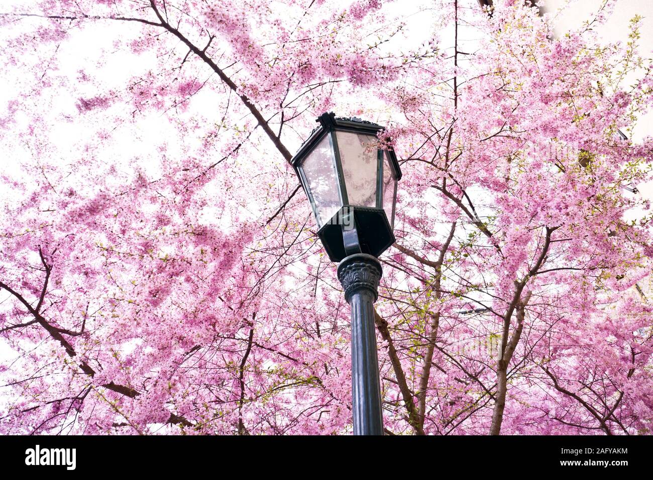 albero di molla in fiore e palo di lampada Foto Stock