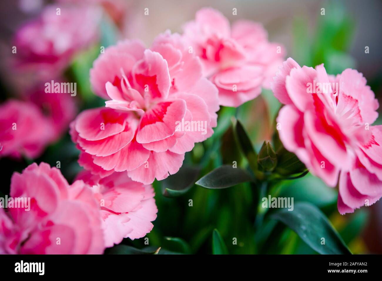 fiori rosa garofano in vaso Foto Stock