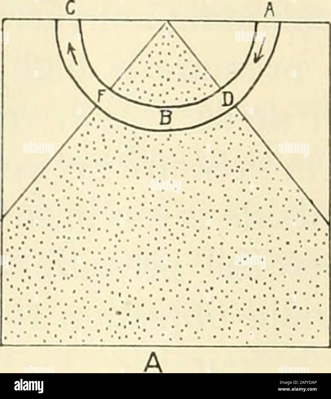 . Il giornale americano di anatomia. s troviamo che la ricchezza del plesso capillare può verificarsi wherethe fattore principale interessato è il passaggio di sostanze attraversoil w^tutto il sangue capillare dal lume verso l'esterno, come trovanella rene; nuovamente in cui l'assorbimento di sostanze apparentlythe è il fattore principale, come nell'intestino; e ancora, nel caso in cui il ritiro 58 ELIOT R. CLARK e assorbimento sono circa uguali, come nel fegato. Itseems quasi inconcepibile che la grande ricchezza di capillariesin ognuno di questi casi può essere dovuta alla presenza di un unusualamount tropico di sostanze. L'unico e comune Foto Stock