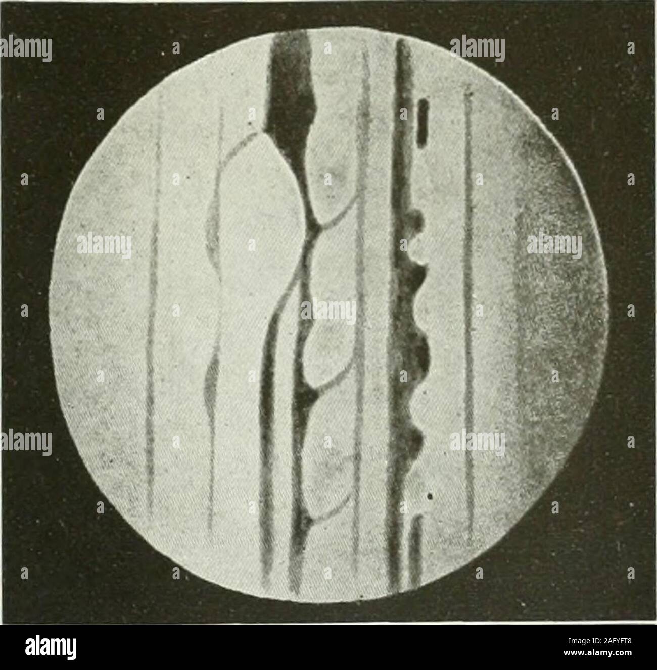 . L'Americana : un riferimento universale biblioteca, comprendente le arti e le scienze, letteratura, storia, biografia, geografia, commercio, ecc. del mondo. Foto Stock
