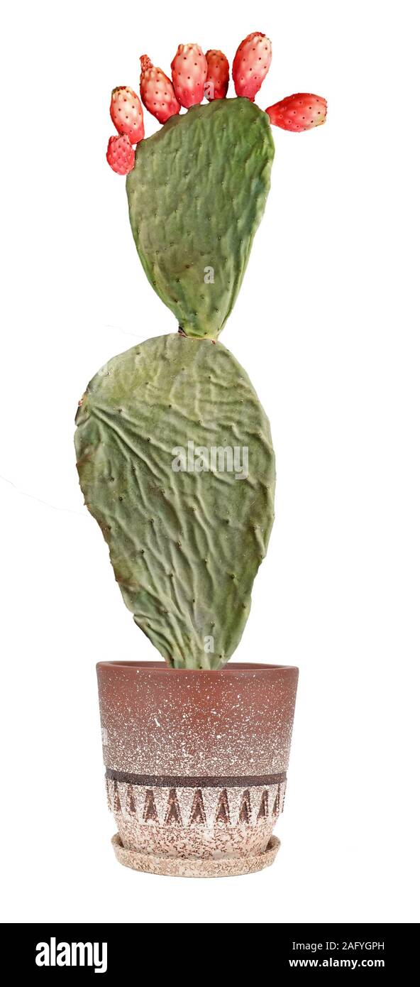Cactus isolato su sfondo bianco Foto Stock
