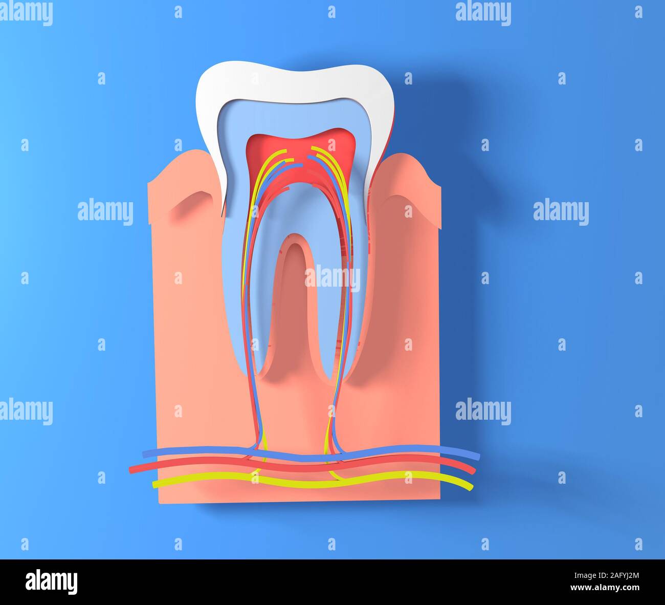 3d illustrazione della sezione di un dente che mostra la parte interna anatomica rappresentata su carta. La gomma, i vasi sanguigni e i nervi. Foto Stock