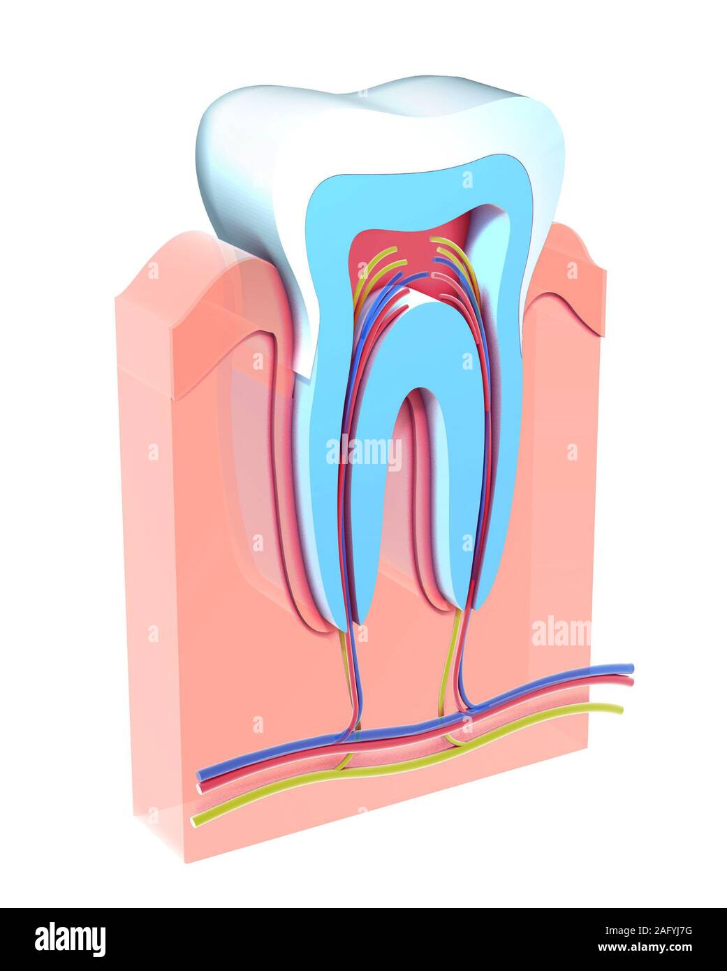 3d illustrazione della sezione di un dente che mostra la parte interna anatomica. La gomma, vasi capillari e il nervo. Foto Stock