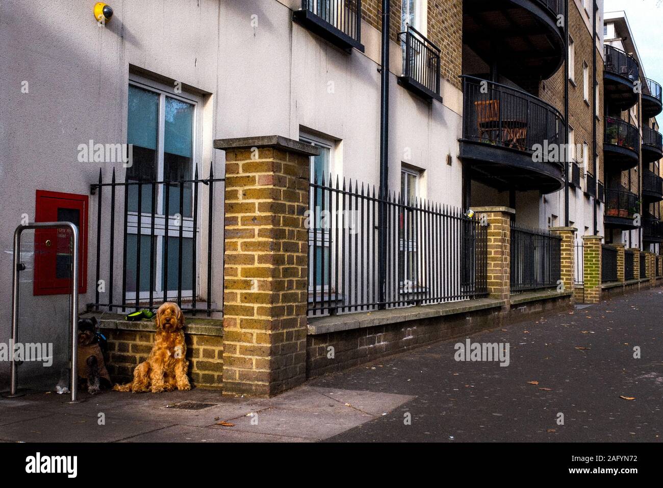 Due cani sedersi in uno spot di luce del sole, Kennington Road, Lambeth, Londra Foto Stock