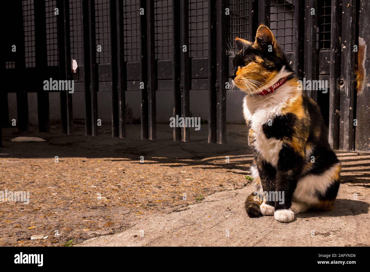 Cat si siede al sole sulla parte inferiore Marsh, Lambeth, London, Regno Unito Foto Stock