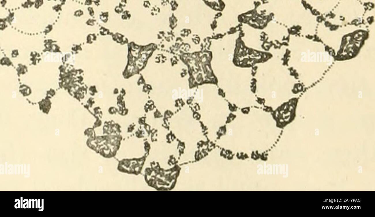 . Il giornale americano di anatomia. Fig. C masse di cellule lutear dai vecchi scaricato follicolo, con interstitialcells giacente nel tessuto connettivo tra masse. (X 950) confronta la figura 9. l&GT;!S-"v ^???y ^<M *WV^^. Fig. D massa di cellule lutear scaricata dal follicolo di gallina, con pigmento par-ticles sviluppato in rete. (X 950) confronta la figura 11 e la figura 20. Corpo luteo nell'ovaia del pollo 9 arancione (1. Le masse di cellule finalmente diventare quasi riempito con materiale thisyellow, alcuni di essa la raccolta in grumi più timeslarger rispetto ai nuclei degenerati. Ulteriori prove di chara Foto Stock