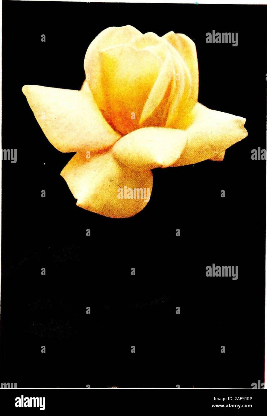 . Il libro pratico di rosa all'aperto Crescere per il giardino di casa. 13. La luce gialla di zolfo Harry Kirk. Dickson & Sons, 1907. TeaClassed come un tè ma con le abitudini del più grande tè ibrido;grande crescita, molto ardito; fogliame fine, gambo lungo; lunga appuntita bud,che si apre in una fioritura di medie di largo formato, ma non doppio,e che non ultimo pozzetto; deve essere tagliata prima che la rugiada è off, orlate nel pomeriggio prima che la gemma è aperto. Un grande bloomer,splendida in primavera, buona in estate e in autunno. Impianto 20 inchescenter al centro. Potare a 5 occhi (gemme).. 14. Giallo ad arancione Duchessa OP Wel Foto Stock