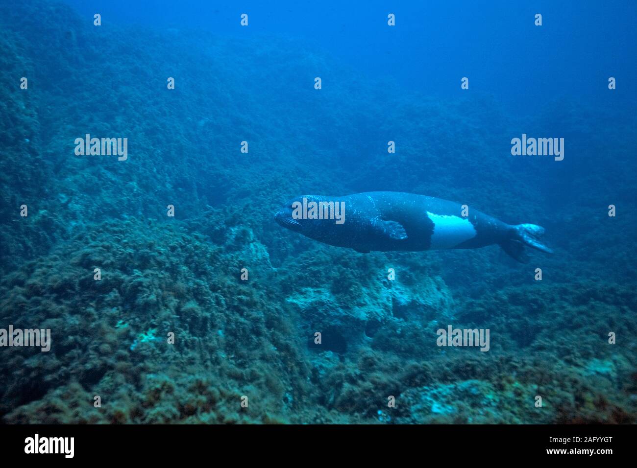 Mediterraneo foca monaca (Monachus monachus), si è creduto per essere il mondo pinniped più rare specie, l'isola di Zante, Grecia Foto Stock