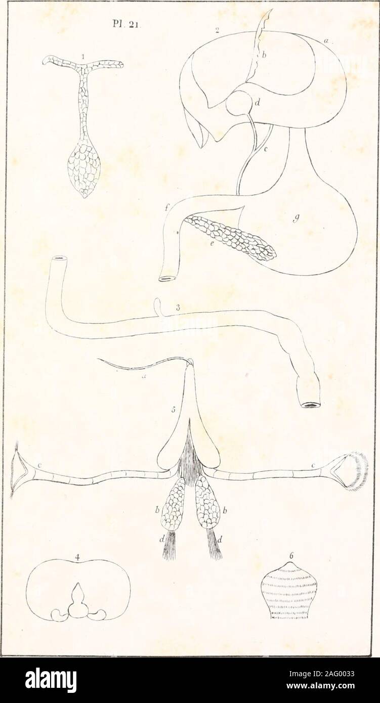 . Voyage de la corvette l'astrolabio : exécuté par ordre du Roi, pendant Les années 1826-1827-1828-1829. E Bl^ncharti. Lith de Lemercier ve .11.1 MMIH.KI-S X 8. E.Blanchard liiUi de Lemercier. Foto Stock