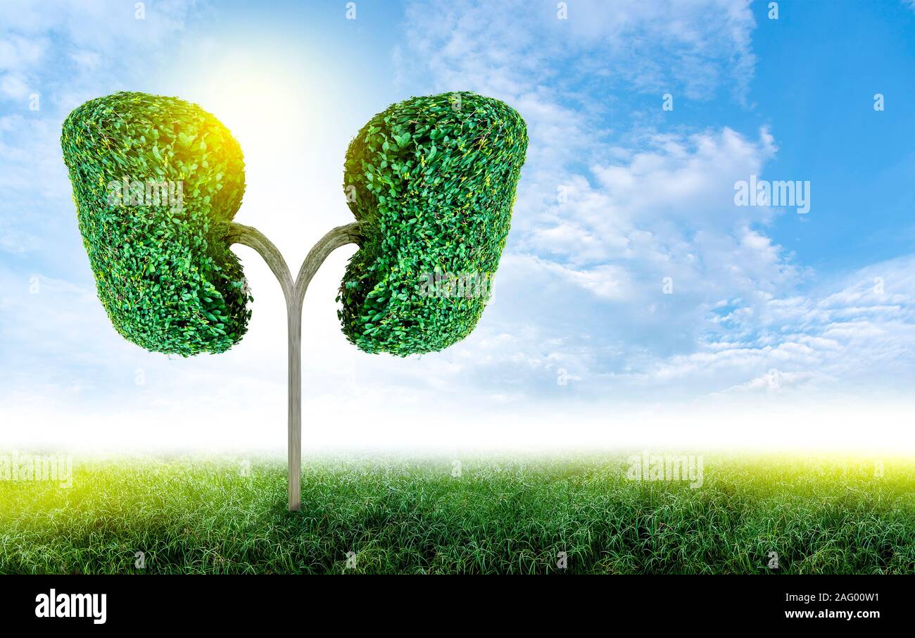 Polmone verde a forma di albero di immagini, concetti medici, autopsia, visualizzazione 3D e animali come un elemento Foto Stock