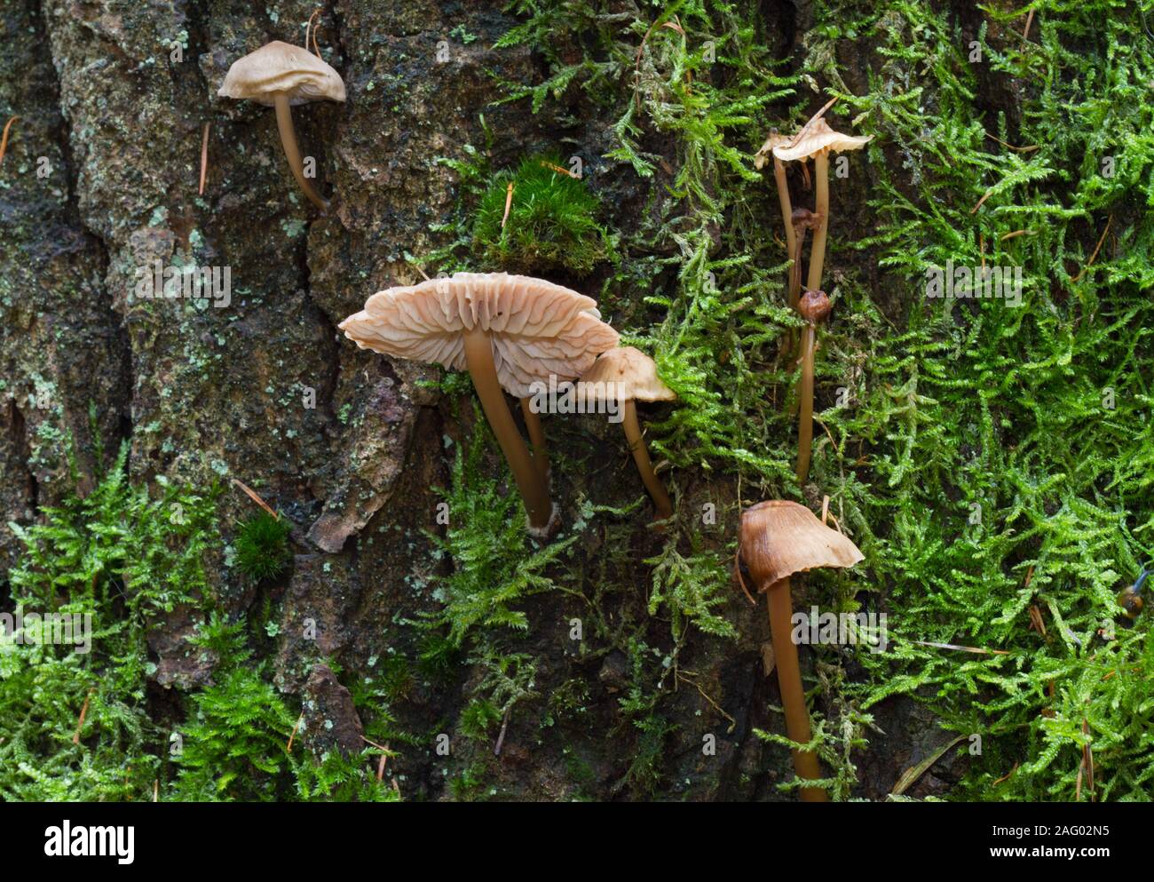 Cofani comune, minuscoli funghi e moss sulla corteccia di una quercia Foto Stock