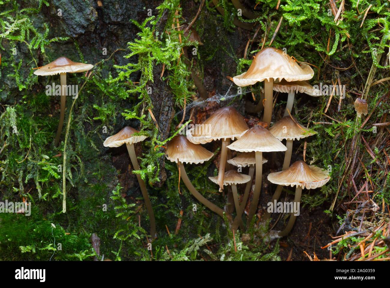 Cofani comune, minuscoli funghi e moss sulla corteccia di una quercia Foto Stock