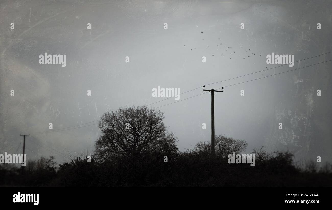 Pali del telegrafo andando a distanza su un tetro, moody inverni di giorno nella campagna inglese, con uno stormo di uccelli sopra. Withg una offuscata, al di fuori del Foto Stock