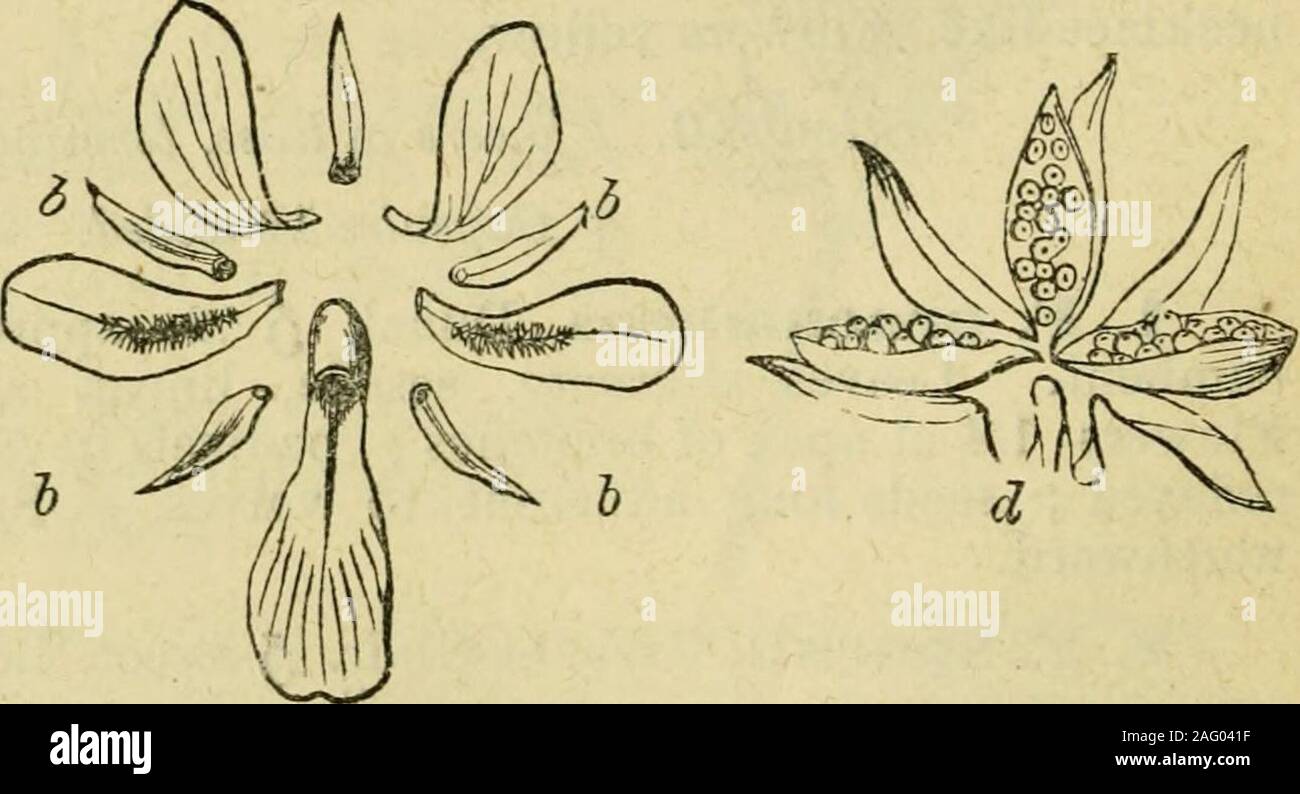 . Flora della Siria e Palestina, e il Sinai : dal toro a Ras Muhammas e dal mar Mediterraneo al deserto siriano. (A) fiore di una specie di violetta, (i, b, b, b, b) Il quasi cinque sepali regolari, (c, c, e, e, e,)i cinque petali irregolari, il più basso vsith un breve sperone, (rf) capsula aperta, mostrando theseeds sul placentae parietali. VIOIiA, L. violetto. Hearts-Ease. Benefsej. Sepali quasi uguale. Petali inferiori spronato. Filamenti dilatato,spesso sporgenti oltre antere. Valvole di capsula elaa contraente-tically quando aperto e disperdere i semi. * Le piante perenni. Lo Stigma capitate, gl Foto Stock