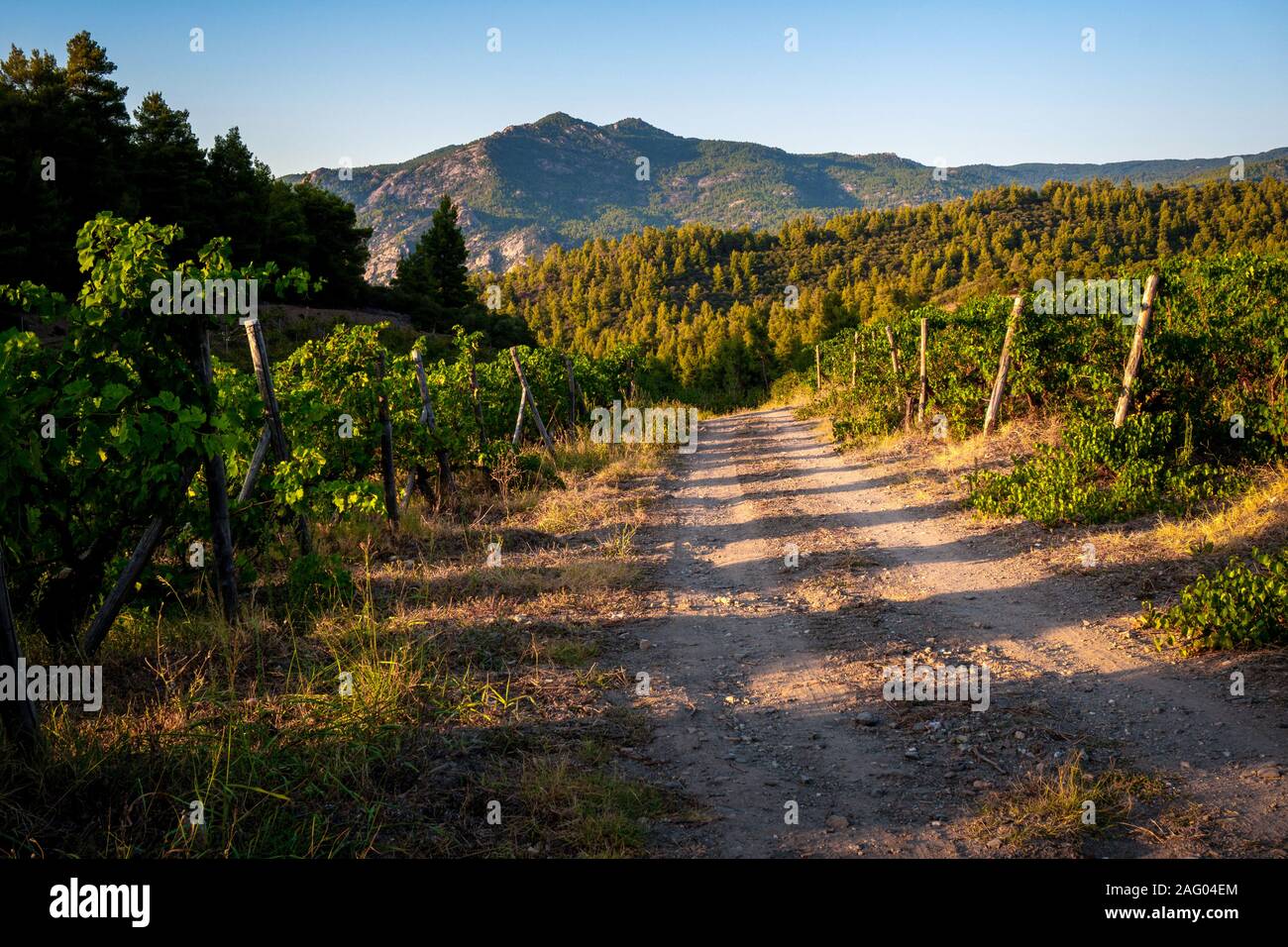 Alberi verdi e la strada per le montagne in Grecia in orizzontale Foto Stock