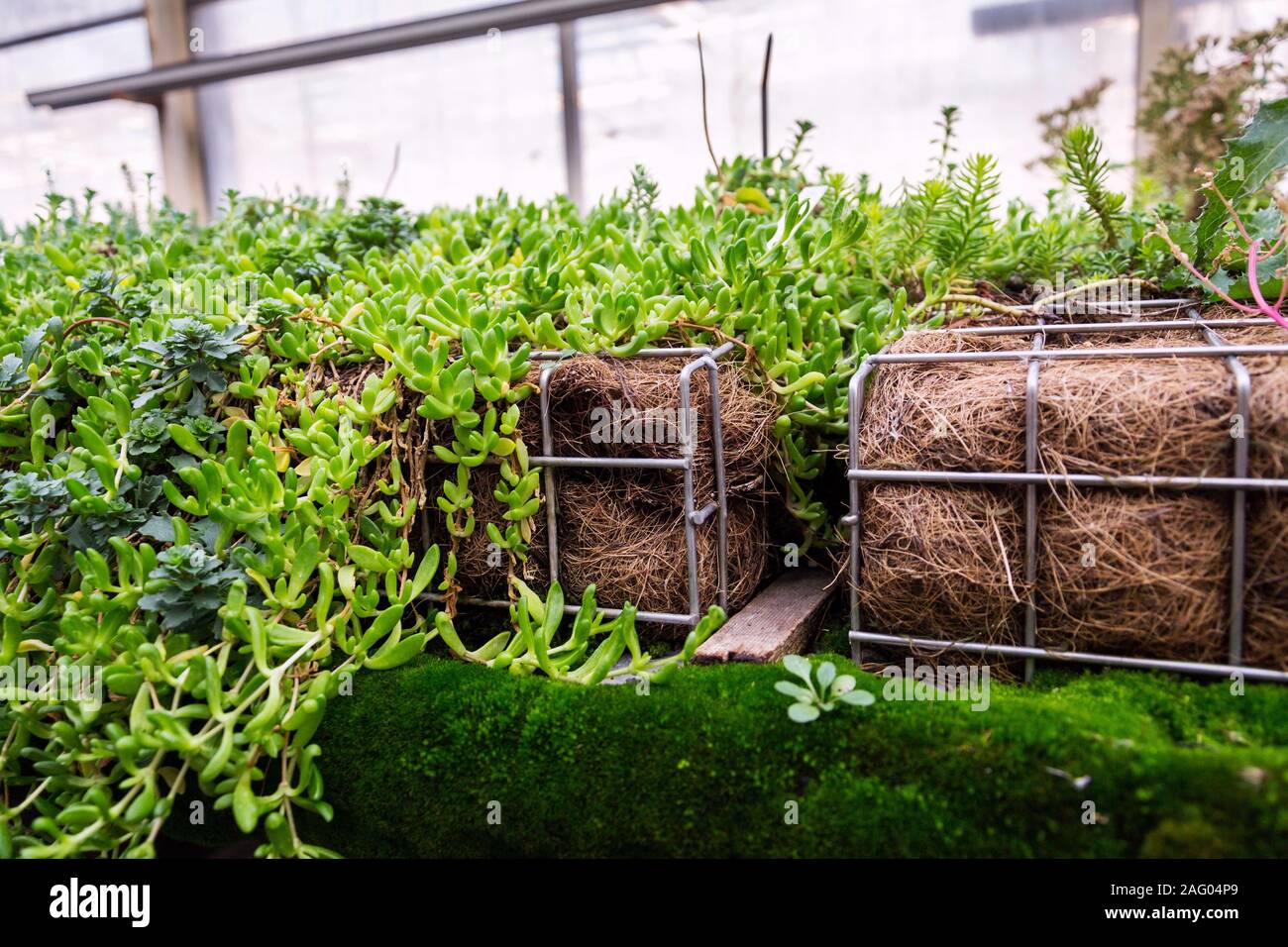 Piante verdi e l'erba cresce attraverso la maglia di filo di ferro zincato gabbione scatola riempita con il terreno utilizzato per vivere verde, la parete verticale esterna del giardino Foto Stock