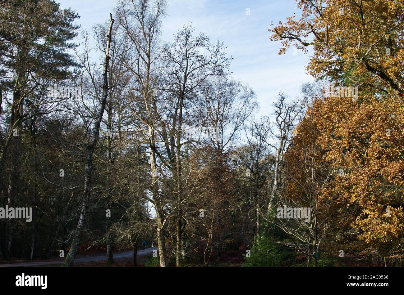 Alberi e di strada nella nuova foresta,parco nazionale,a Bolderwwod Foto Stock