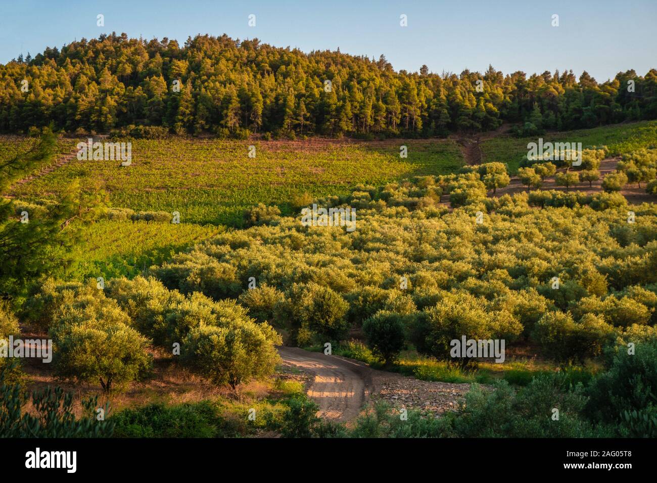 Strada oltre il verde di alberi decidui in Grecia in orizzontale Foto Stock